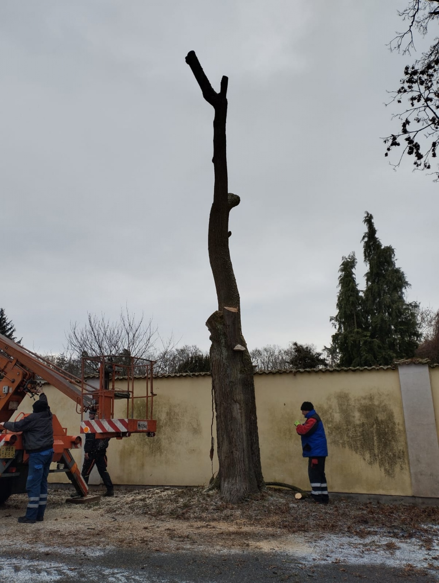kácení a prořez stromů
