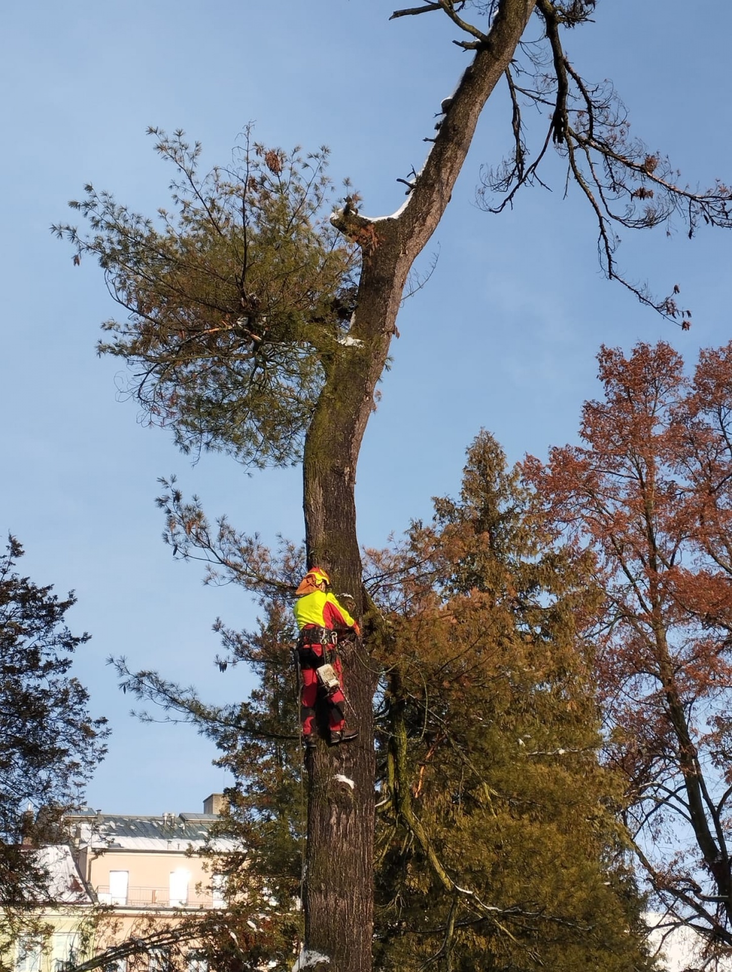 kácení a prořez stromů