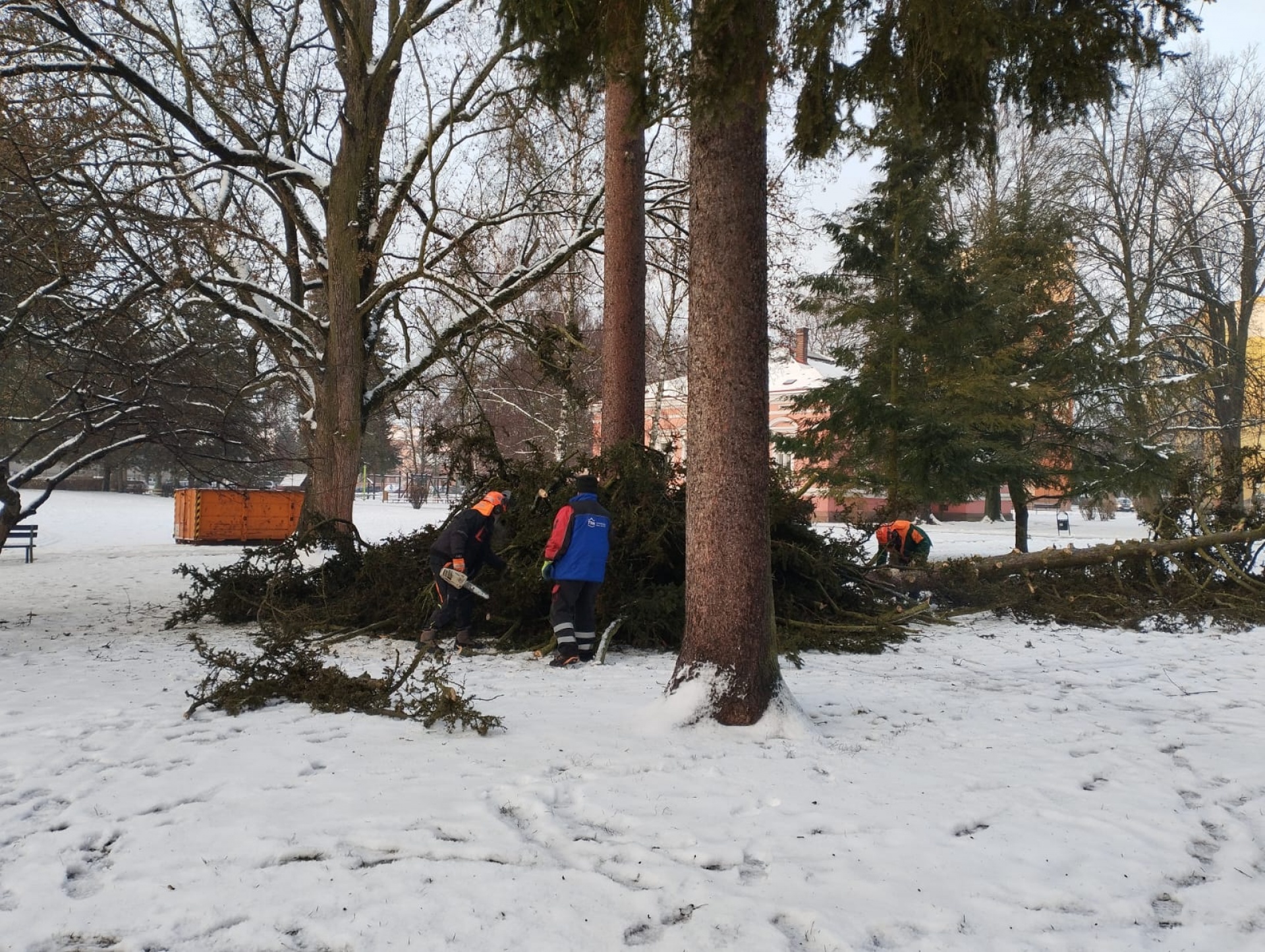 kácení a prořez stromů
